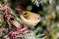 Goldcrest