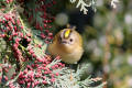 Goldcrest