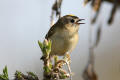 Goldcrest