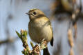 Goldcrest