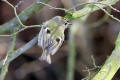 Goldcrest