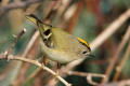 Goldcrest