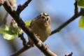 Goldcrest