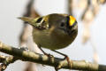 Goldcrest