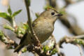 Goldcrest