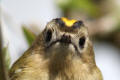 Goldcrest