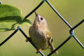 Goldcrest