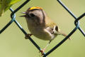 Goldcrest image from gardenbirdwatching.com