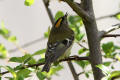 Goldcrest