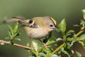 Goldcrest