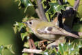 Goldcrest