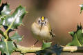 Goldcrest