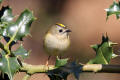 Goldcrest