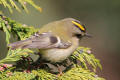 Goldcrest