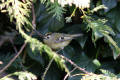 Goldcrest