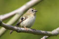 Goldcrest