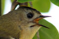 Goldcrest