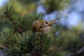 Goldcrest