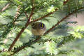 Goldcrest