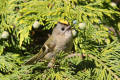 Goldcrest