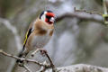 Goldfinch