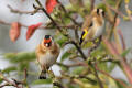 Goldfinch