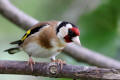 Goldfinch image from gardenbirdwatching.com