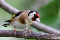 Goldfinch