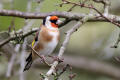 Goldfinch