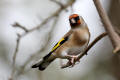 Goldfinch