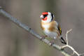 Goldfinch