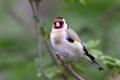 Goldfinch