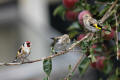 Goldfinch