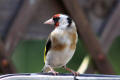 Goldfinch