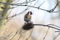 Goldfinch