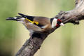 Goldfinch