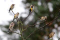 Goldfinch