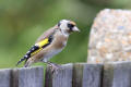 Goldfinch