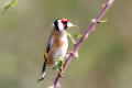 Goldfinch