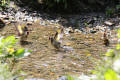 Goldfinch