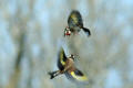 Goldfinch