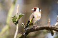 Goldfinch