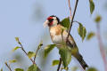 Goldfinch