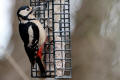 Great Spotted Woodpecker