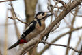 Great Spotted Woodpecker