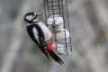 Great-spotted Woodpecker