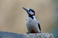 Great Spotted Woodpecker