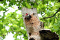 Great Spotted Woodpecker