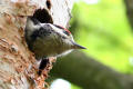 Great Spotted Woodpecker