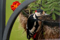 Great Spotted Woodpecker